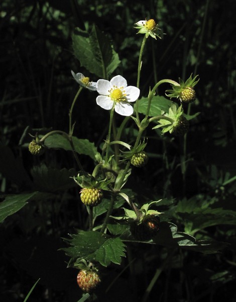 Fragaria vesca